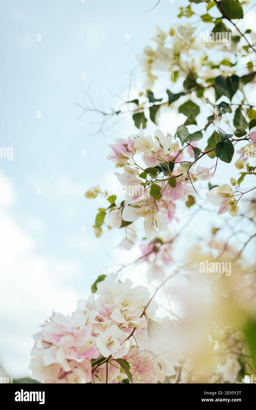 Morbido ed elegante ramo d'albero in fiore Foto Stock