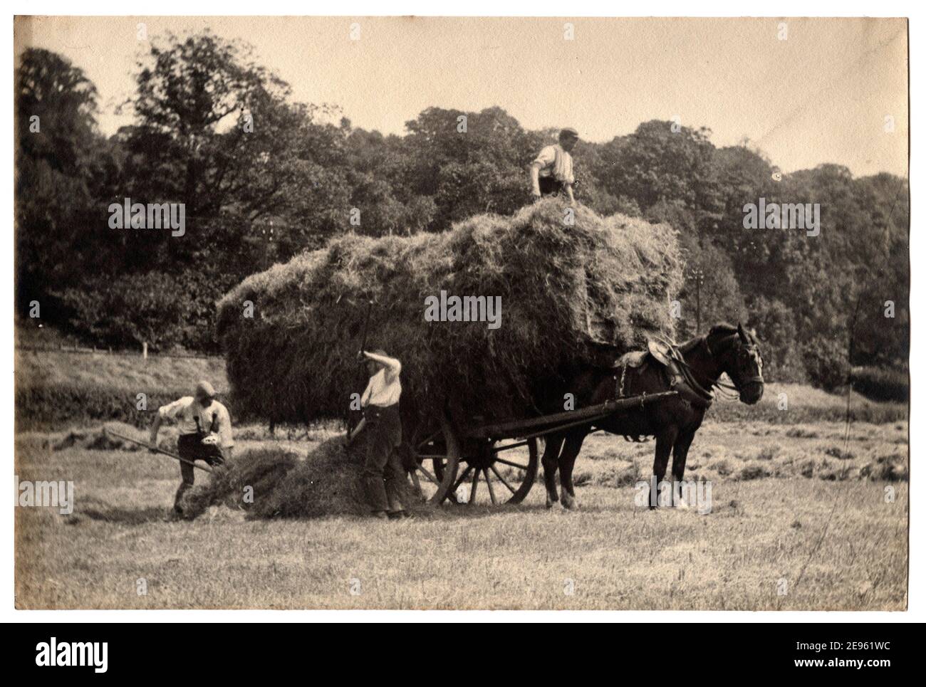 Desenho De Cabeça De Cavalo - Arte vetorial de stock e mais imagens de  Agricultura - Agricultura, Animal de Estimação, Arreio - iStock