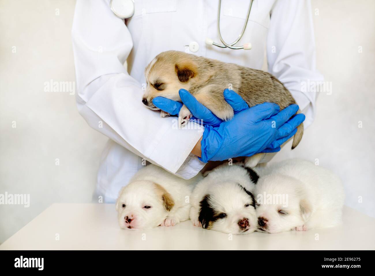 Quattro cuccioli insonni sul lettino del veterinario. Animali amabili in clinica. Cura e esame da parte di un medico. CUR. Giorno del cane Mongrel Foto Stock