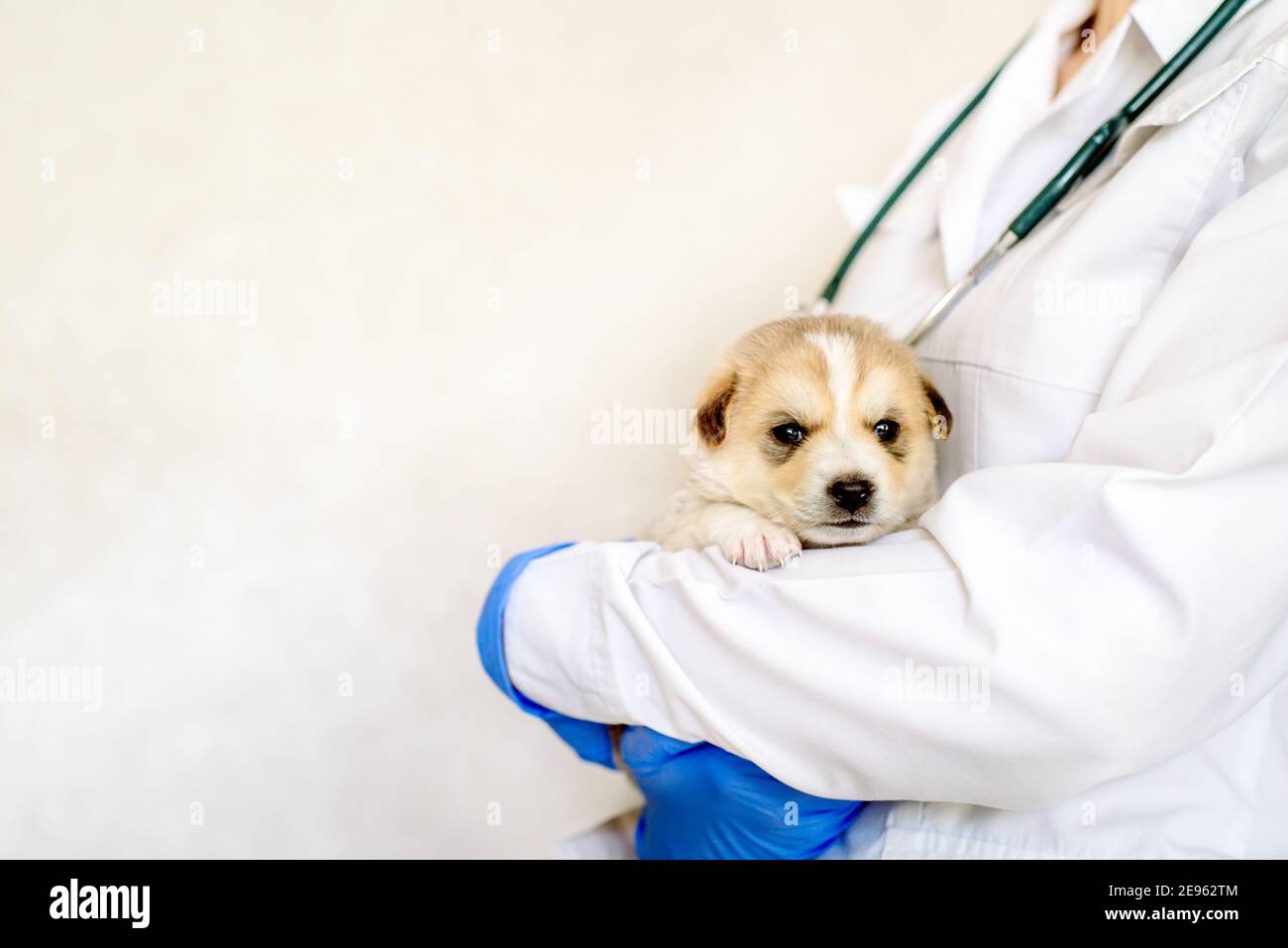 Cucciolo dorme sul hand.care per un cane purebred. Giorno delle Mute 31 luglio. nelle mani di un veterinario medico in clinica. pet prima della vaccinazione. Foto Stock