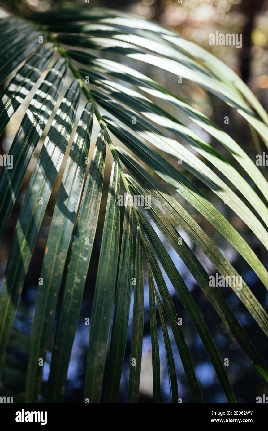 Primo piano di un ramo di palme illuminato dal sole di mezzogiorno Foto Stock