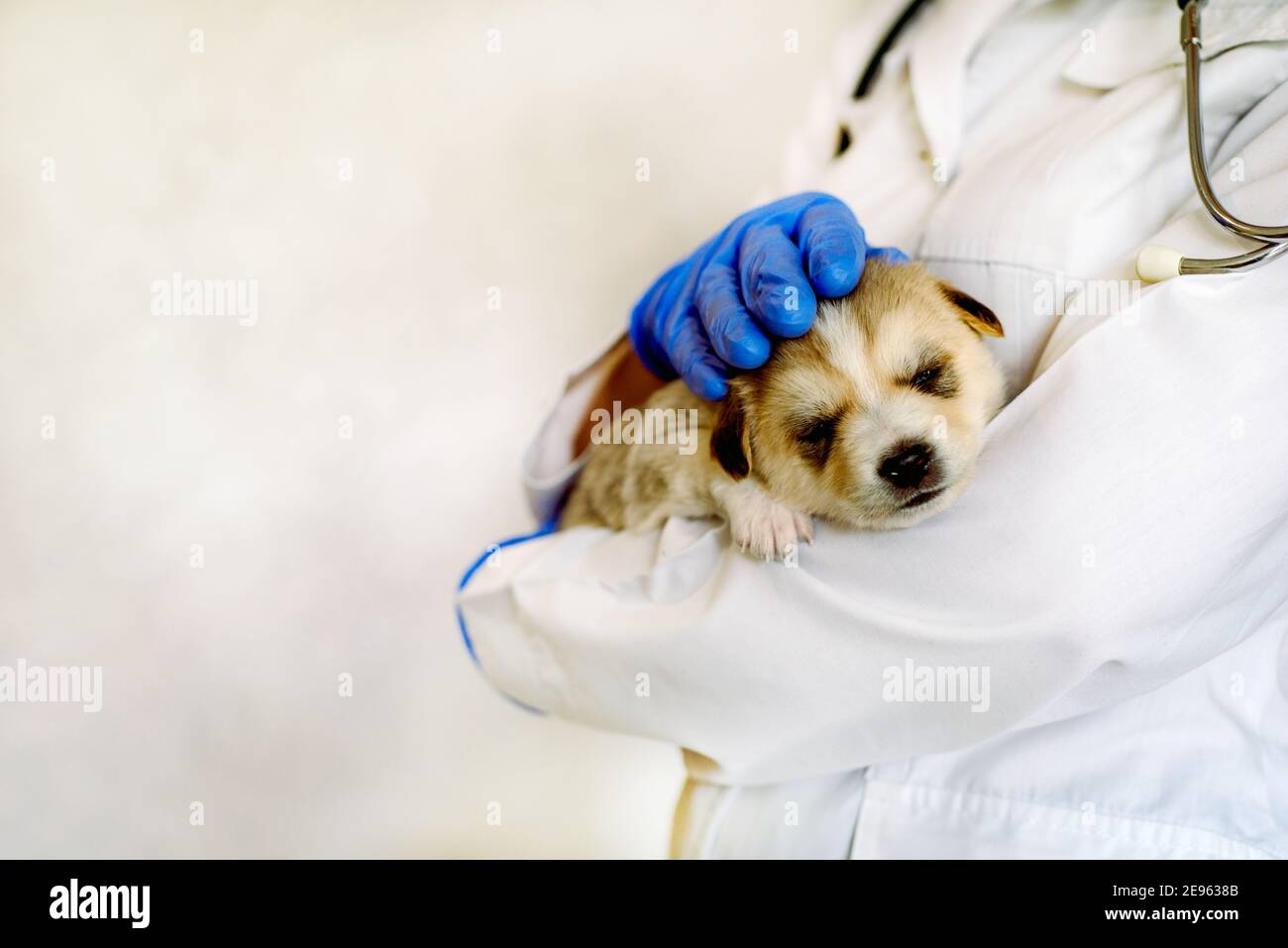 Cucciolo dorme sul hand.care per un cane purebred. Giorno delle Mute 31 luglio. nelle mani di un veterinario medico in clinica. pet prima della vaccinazione. Foto Stock