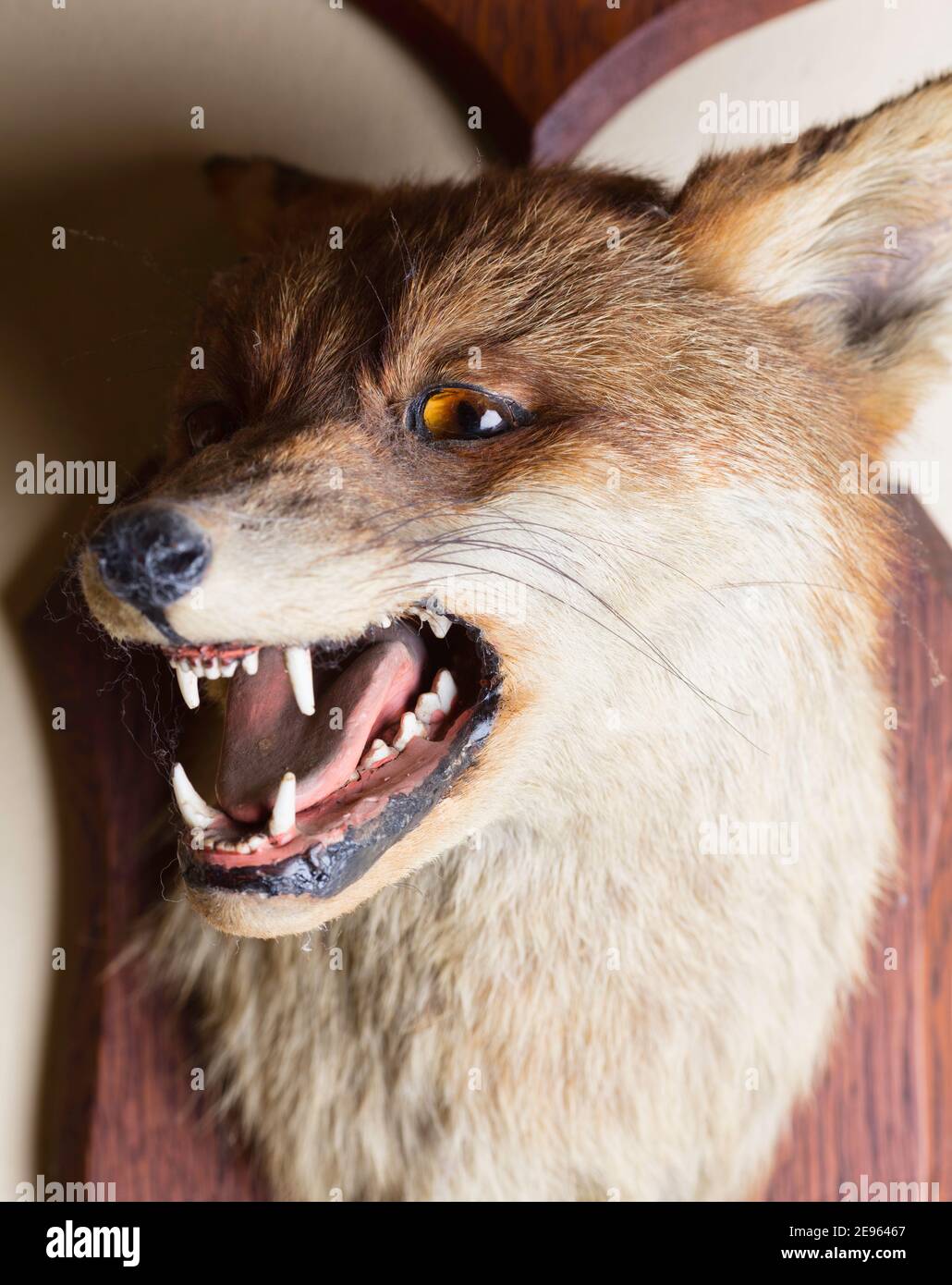 Trofeo Fox Head dal periodo Art Deco - 1910-1930. Foto Stock