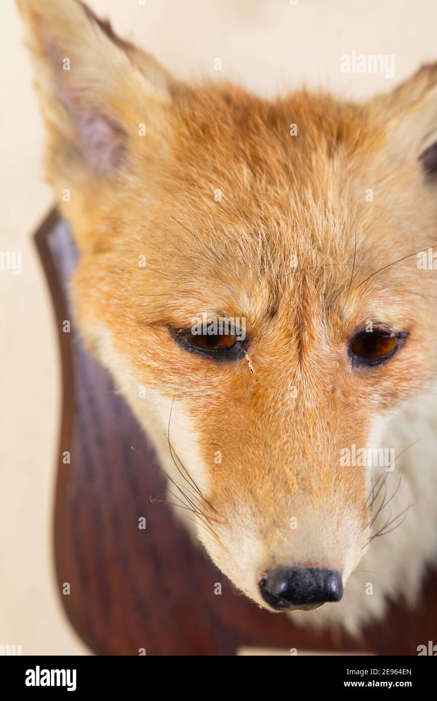 Trofeo Fox Head dal periodo Art Deco - 1910-1930. Foto Stock