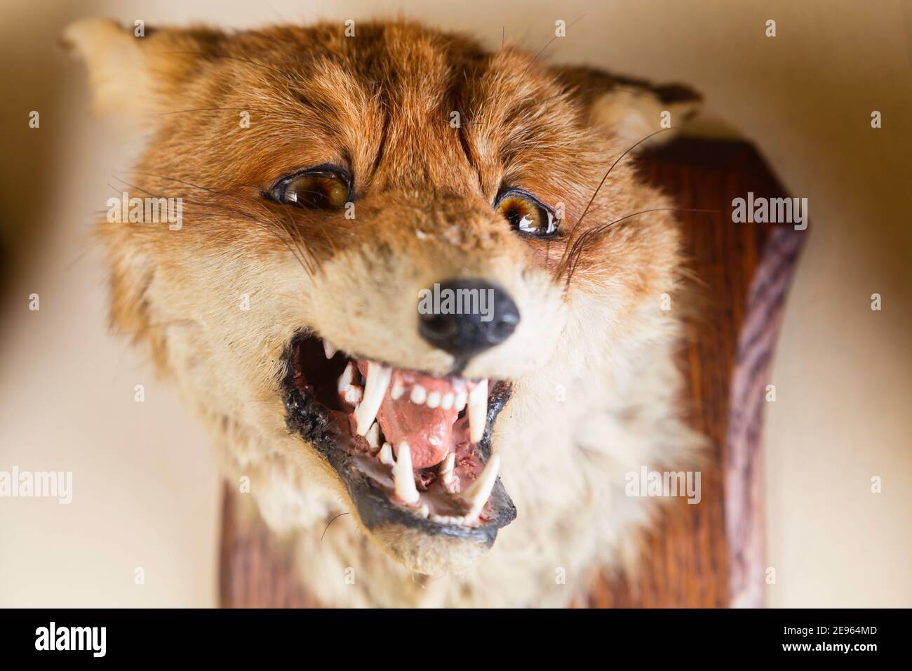 Trofeo Fox Head dal periodo Art Deco - 1910-1930. Foto Stock