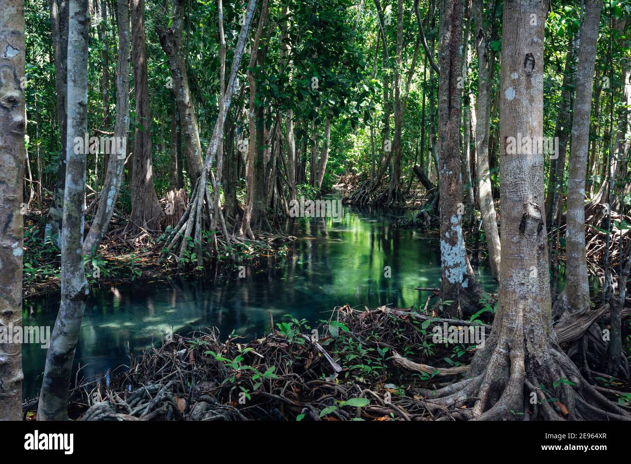Mangrovie con piscina smeraldo a Krabi, Thailandia Foto Stock