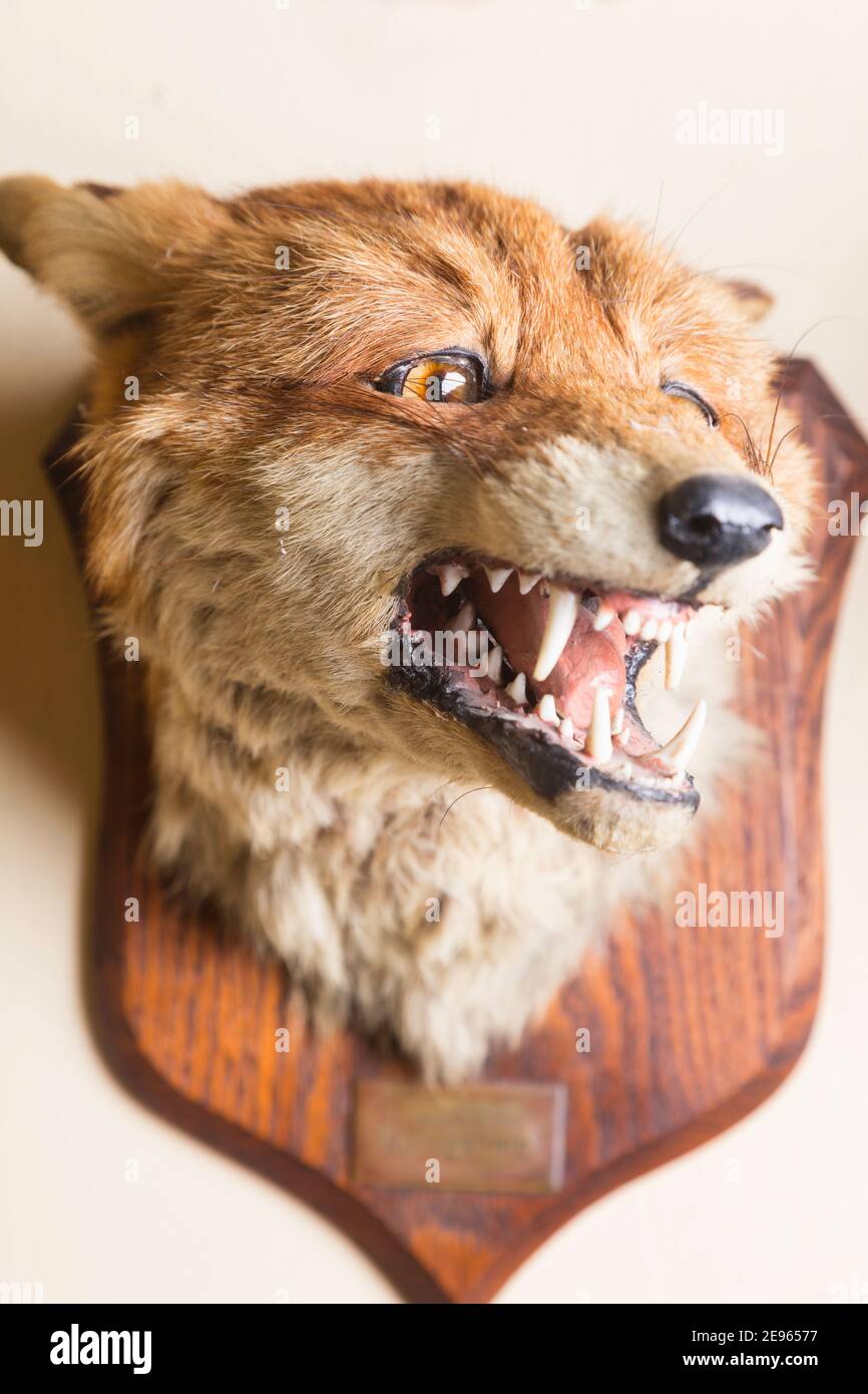 Trofeo Fox Head dal periodo Art Deco - 1910-1930. Foto Stock