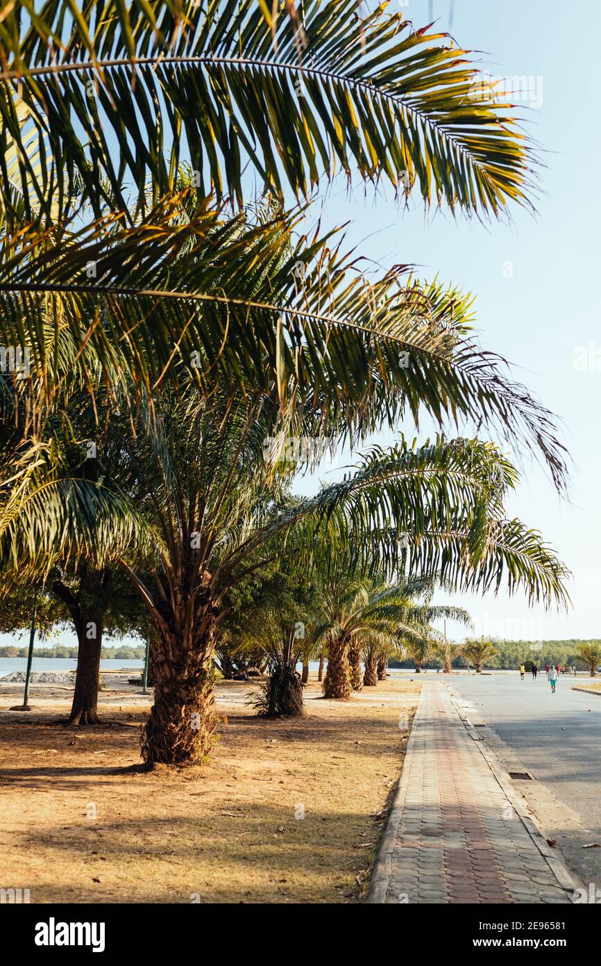 Palme piantate in città Foto Stock