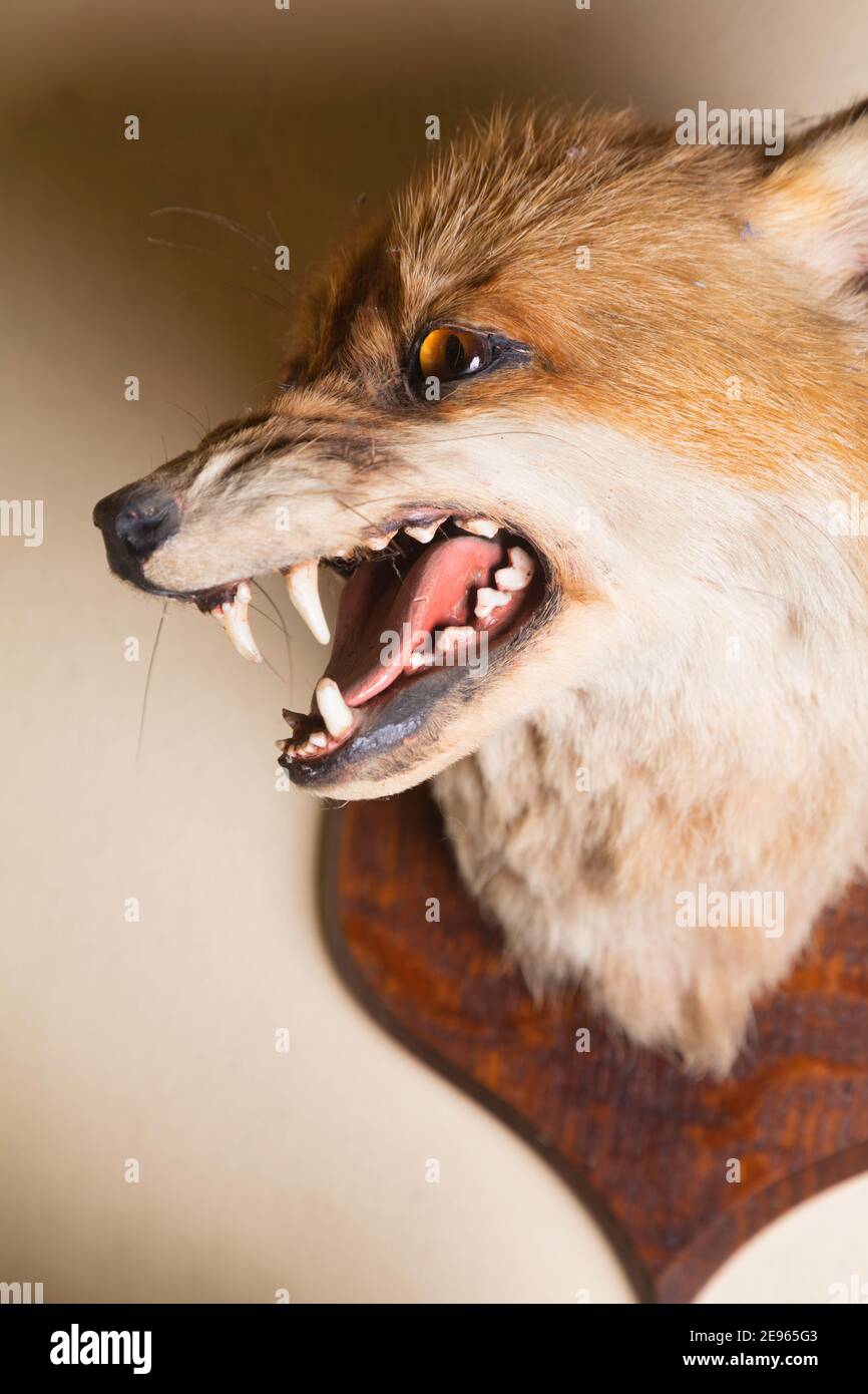 Trofeo Fox Head dal periodo Art Deco - 1910-1930. Foto Stock