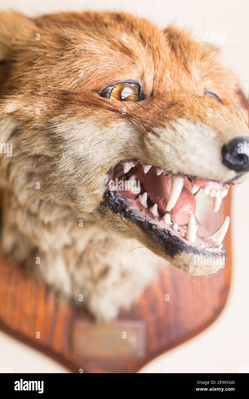 Trofeo Fox Head dal periodo Art Deco - 1910-1930. Foto Stock