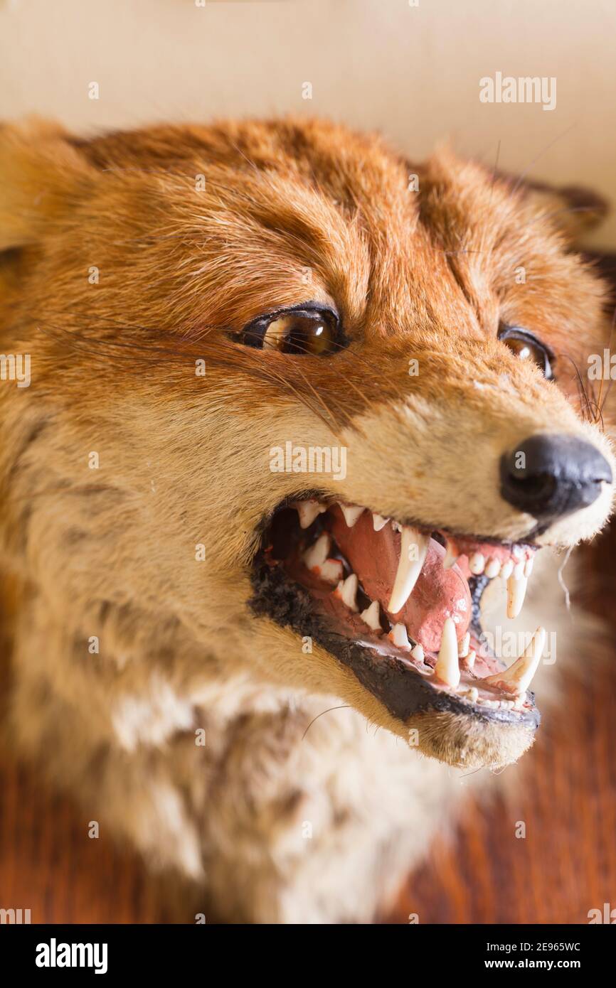 Trofeo Fox Head dal periodo Art Deco - 1910-1930. Foto Stock