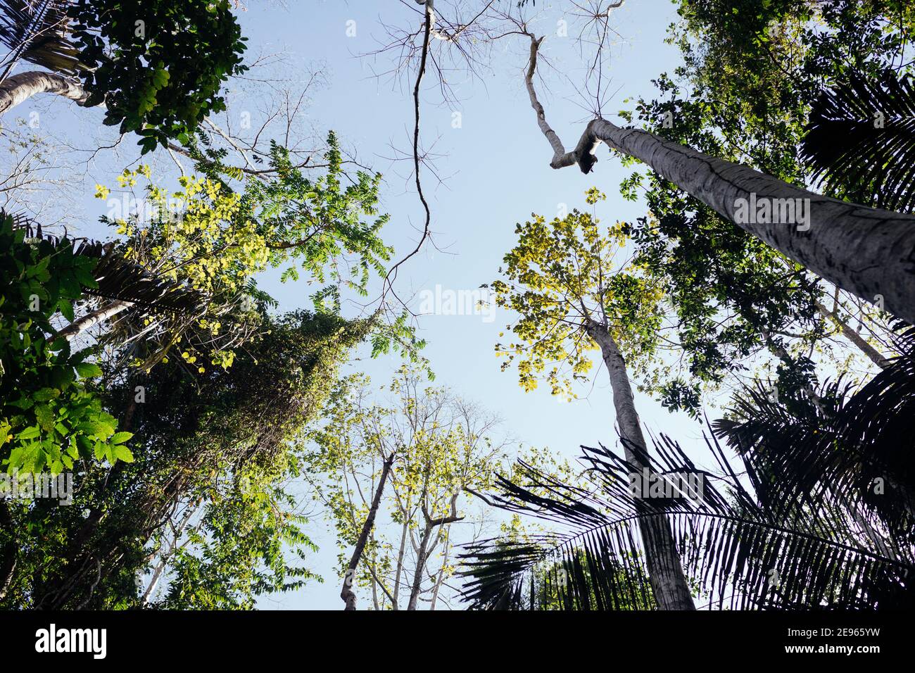 Foresta tropicale da terra in Thailandia, Asia Foto Stock