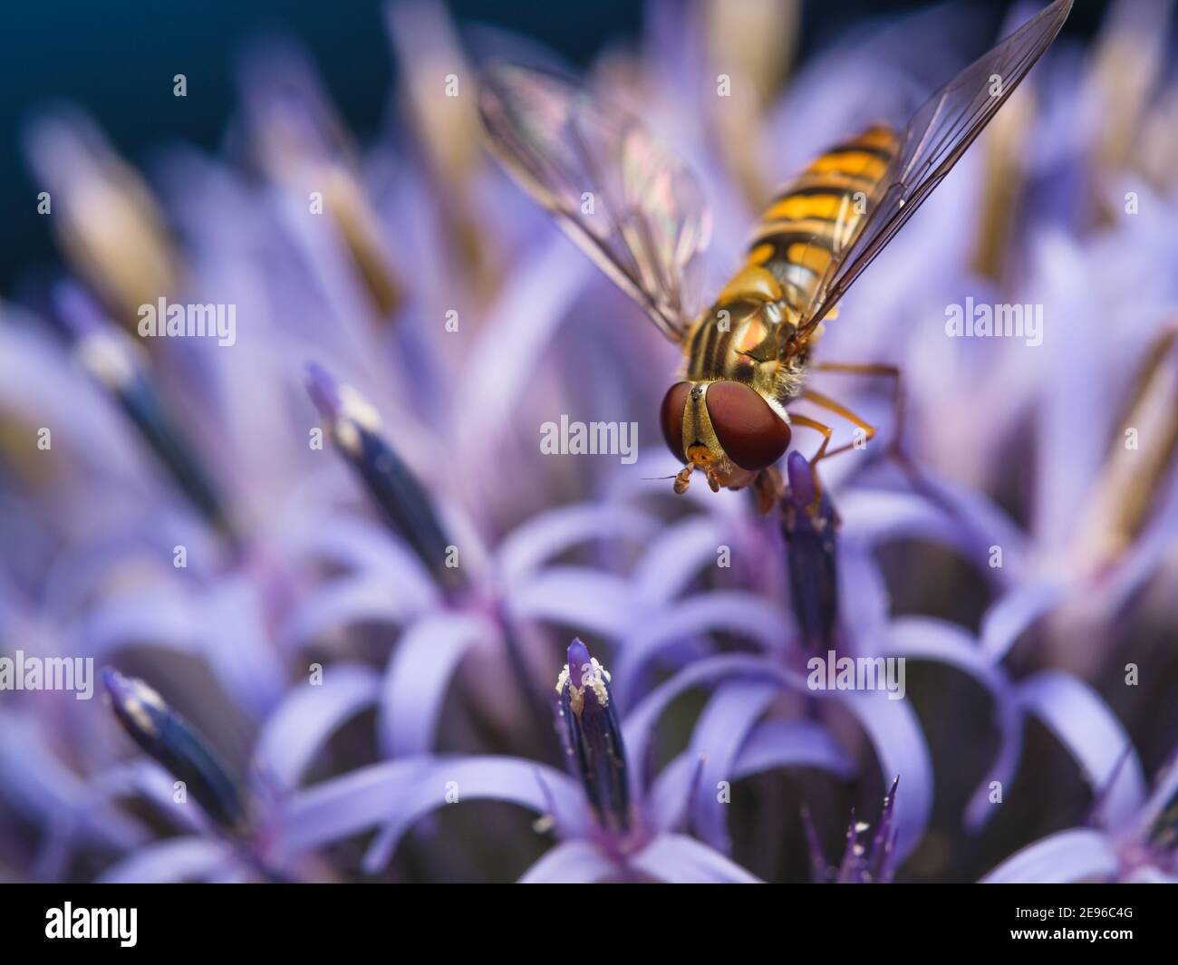Macro fotografia di Hoverfly che riposa sulla testa blu del thistle nel giardino di Sutton Coldfield UK. Foto Stock