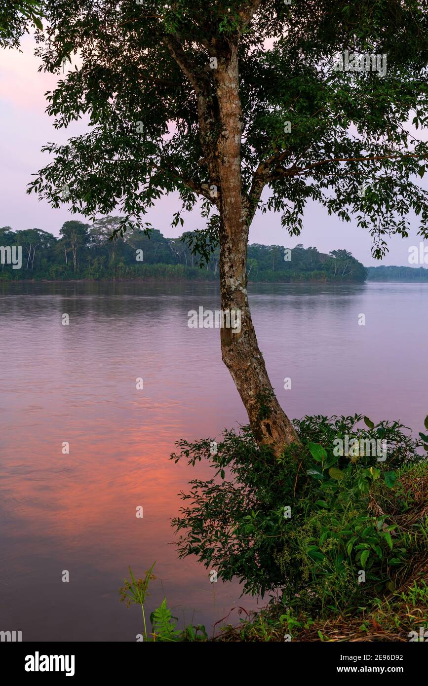 Lonesome albero all'alba presso il fiume Aguarico, Cuyabeno riserva naturale, Ecuador. Foto Stock
