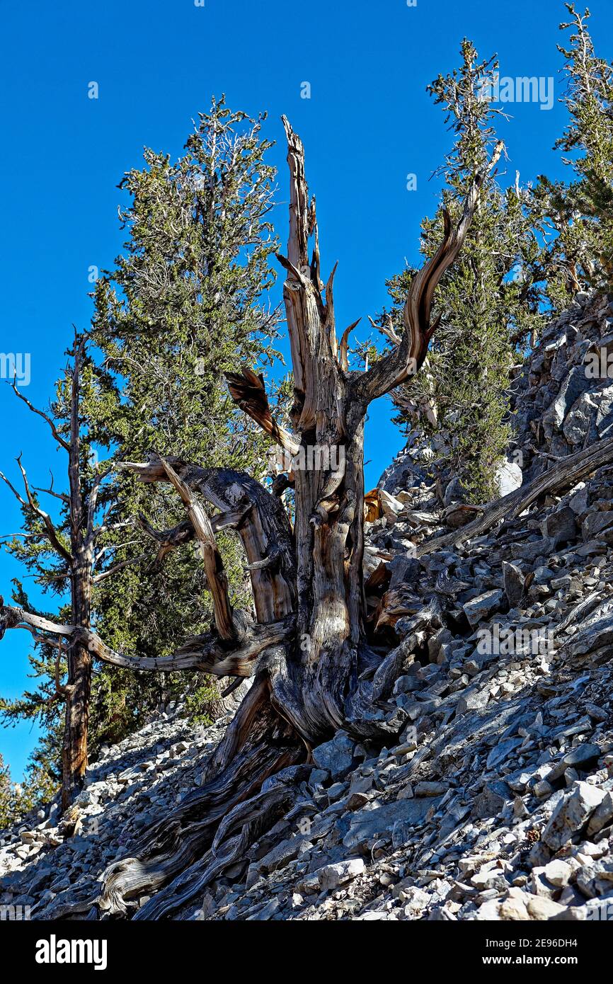 Bristlecone Pine Foto Stock