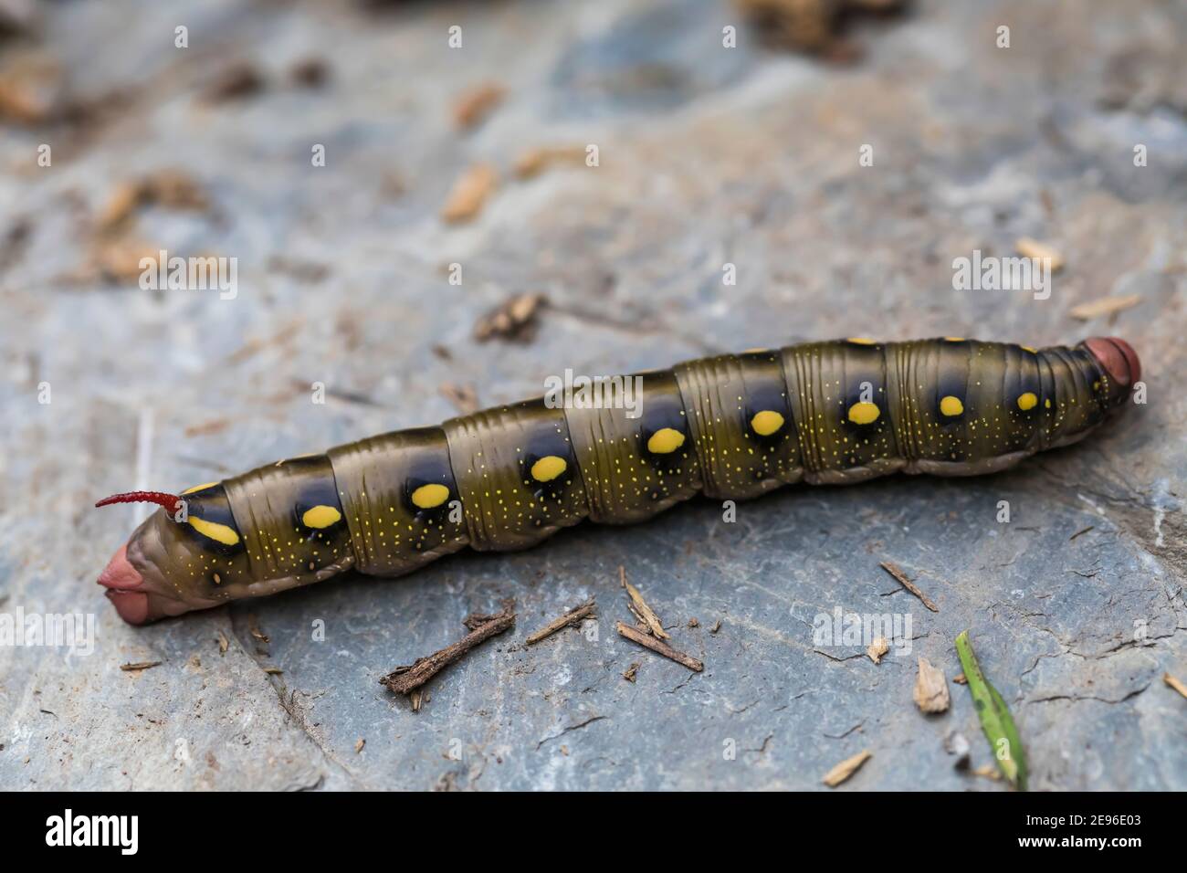 Bedstraw Hawkmoth, Hyles gallii, caterpillar lungo il sentiero del lago Floe nel Parco Nazionale di Kootenay nelle Montagne Rocciose Canadesi, British Columbia, Canada Foto Stock
