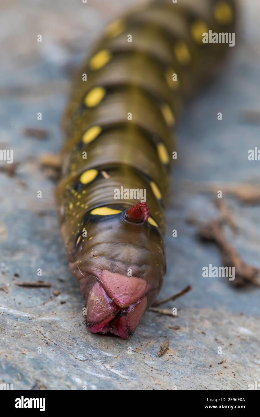 Bedstraw Hawkmoth, Hyles gallii, caterpillar lungo il sentiero del lago Floe nel Parco Nazionale di Kootenay nelle Montagne Rocciose Canadesi, British Columbia, Canada Foto Stock