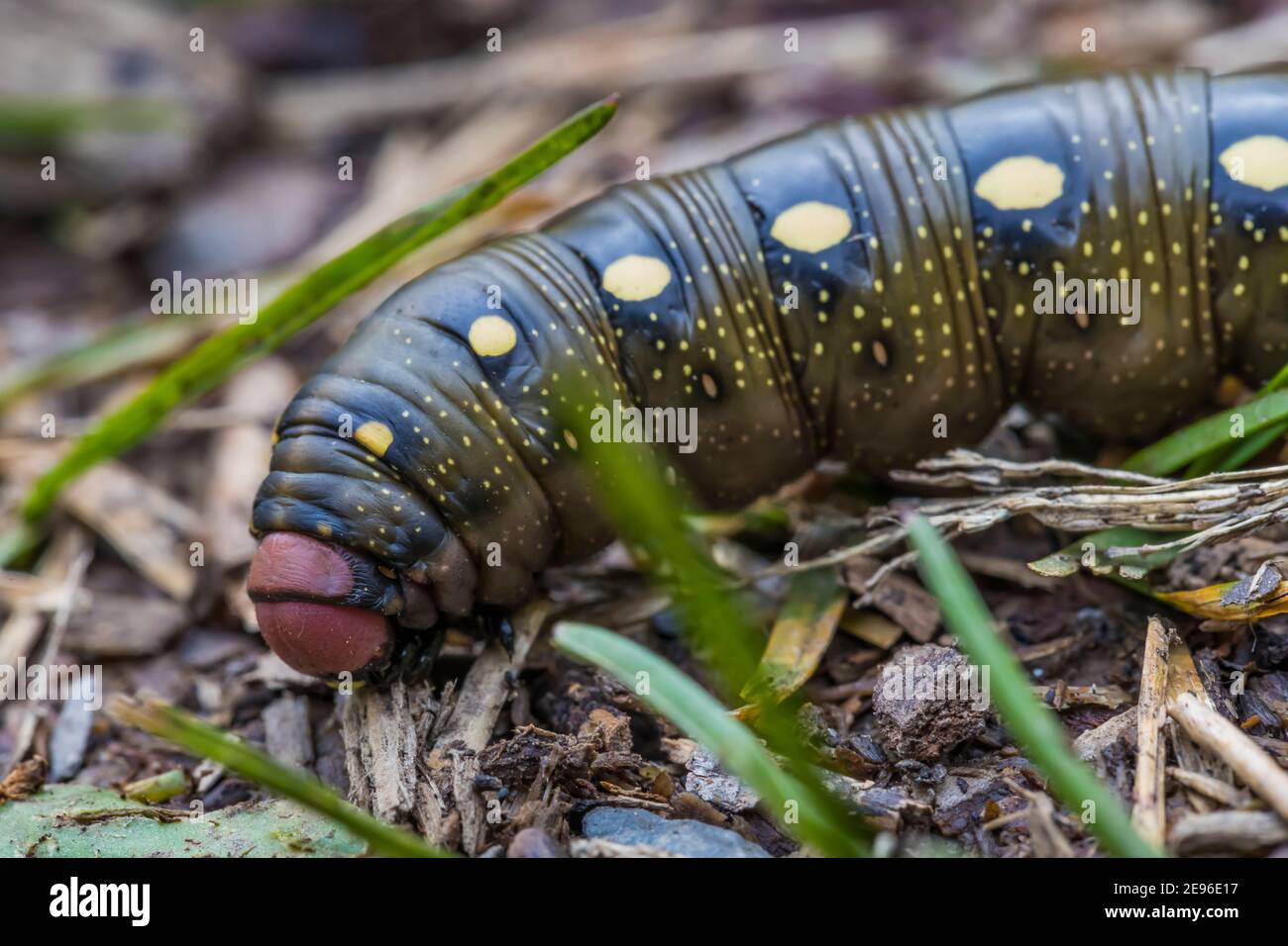 Bedstraw Hawkmoth, Hyles gallii, caterpillar lungo il sentiero del lago Floe nel Parco Nazionale di Kootenay nelle Montagne Rocciose Canadesi, British Columbia, Canada Foto Stock