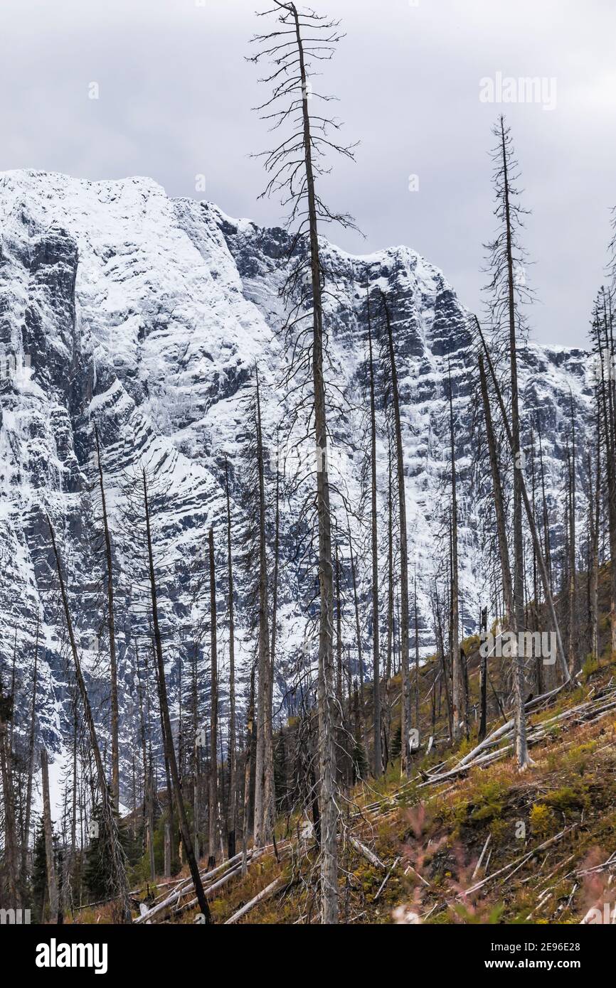 Stellare la bellezza delle montagne mentre si sale fino alle Rockwall nel Kootenay National Park nelle Montagne Rocciose Canadesi, British Columbia, Canada Foto Stock