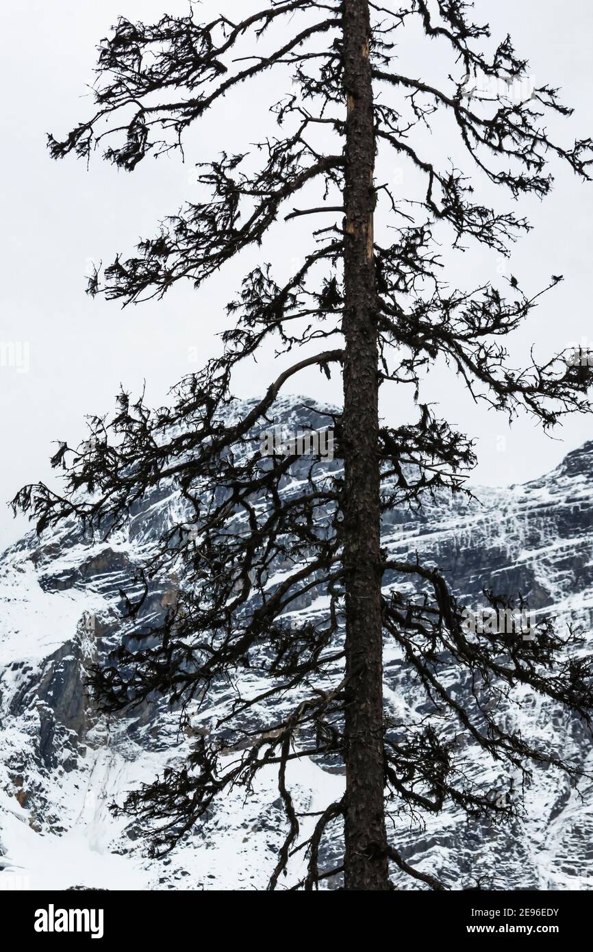 Stellare la bellezza delle montagne mentre si sale fino alle Rockwall nel Kootenay National Park nelle Montagne Rocciose Canadesi, British Columbia, Canada Foto Stock