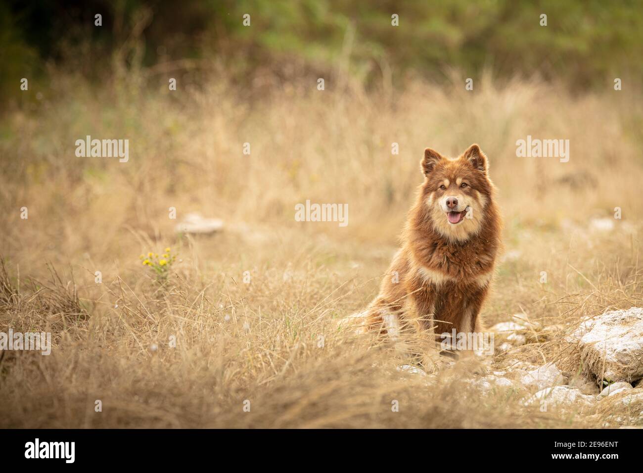 Mandante laponiano seduto libero nella natura Foto Stock
