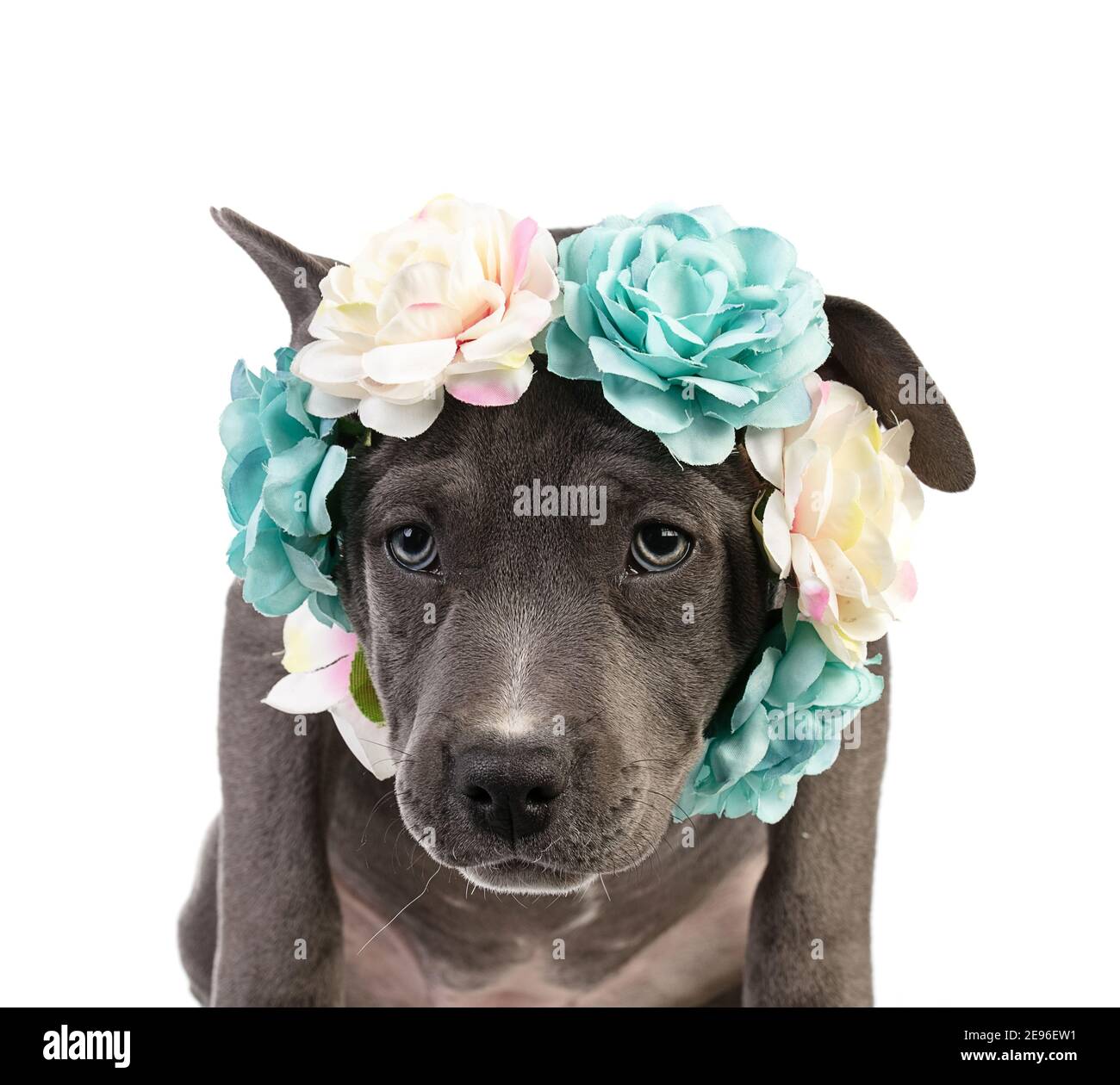 Puppy american staffordshire terrier con una corona di fiori su sfondo bianco Foto Stock