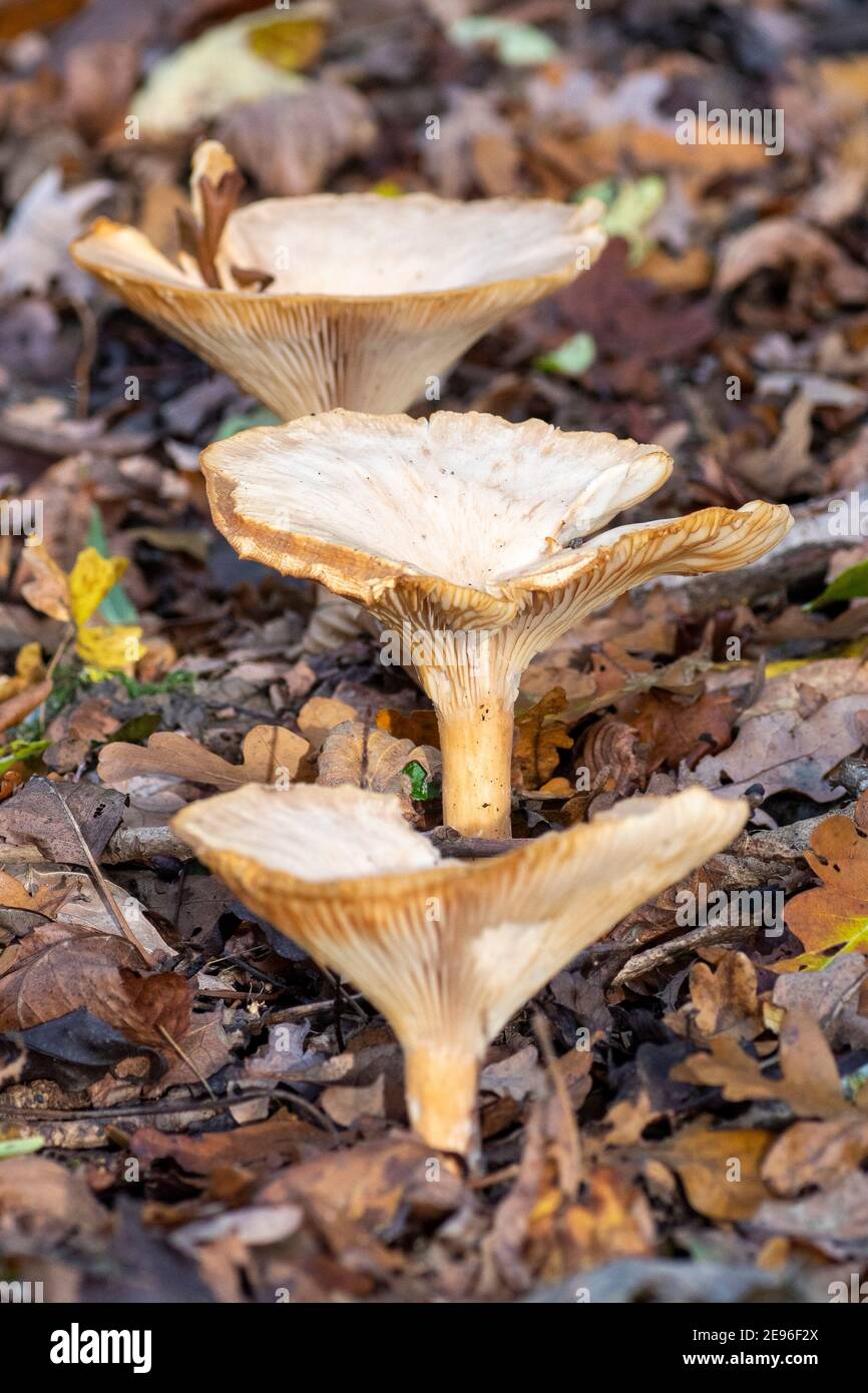 Roll-Rim marrone (Paxillus involutus) su terreno boscoso deciduo Foto Stock