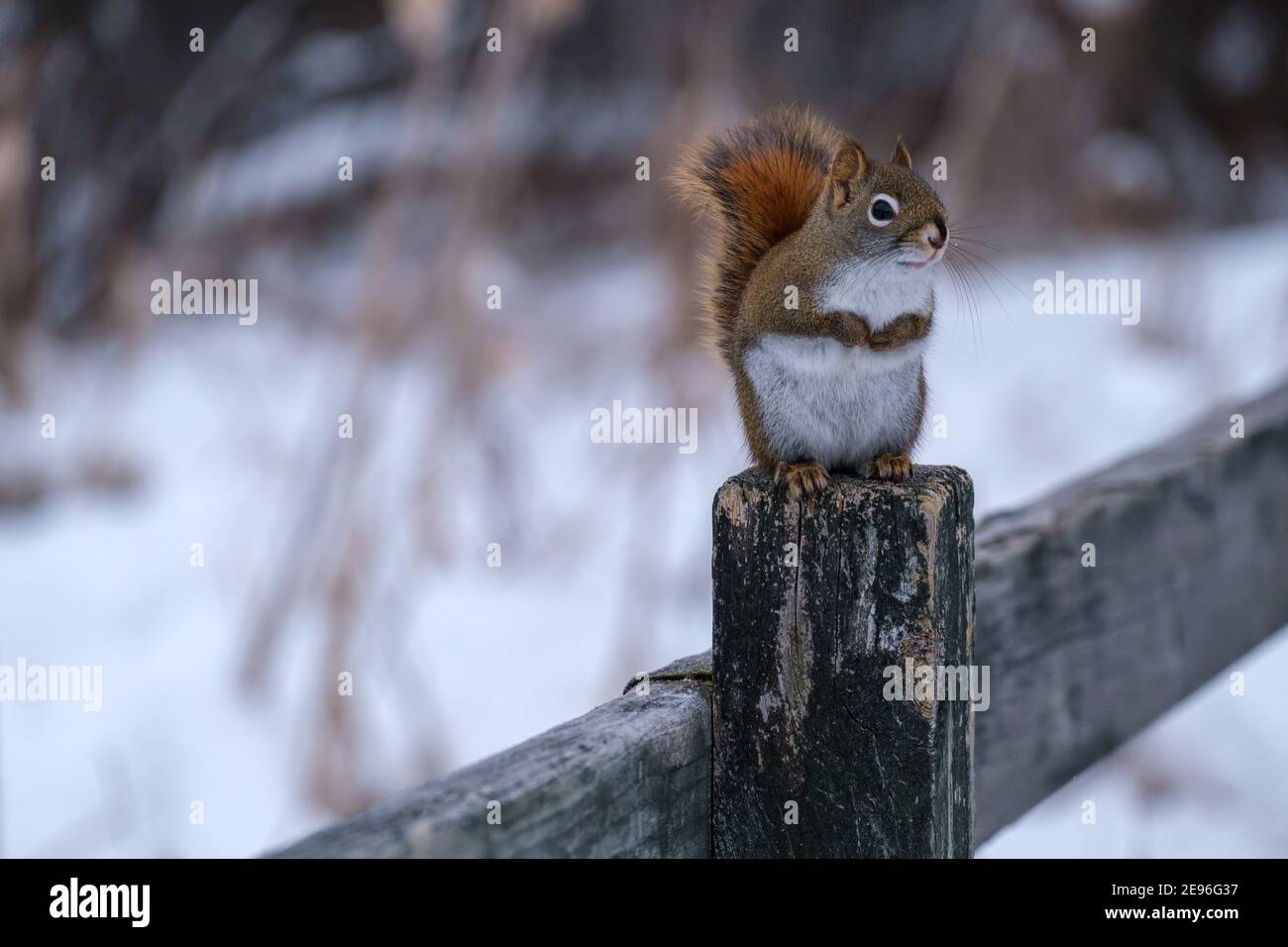 Uno scoiattolo rosso americano è seduto in posizione verticale su una recinzione in inverno, tenendo le zampe anteriori vicino al petto. Il critter guarda al lato dal suo pe Foto Stock