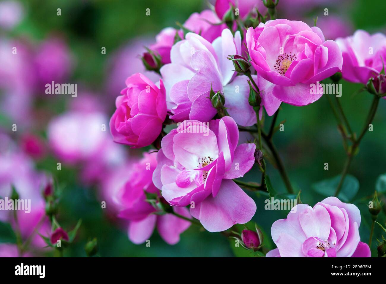 Rosa Angela (Angelica) - Floribunda rosa di Kordes con fiori rosati a cupola Foto Stock