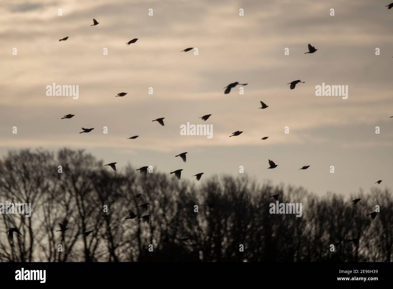 Fieldfares (Turdus pilaris) che sorvolano gli alberi al crepuscolo Foto Stock