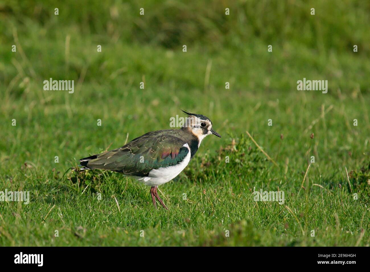 Nord Lapwing (Vanellus vanellus) giovane uccello foraggio in prato, Assia, Germania Foto Stock