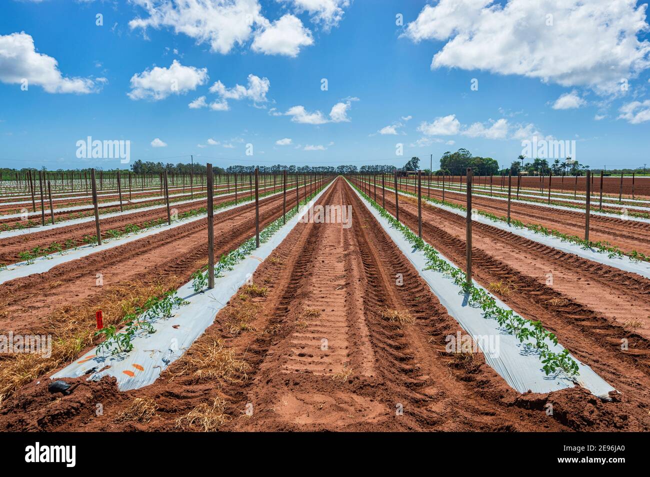 Linee principali di una piantagione di pomodori, vicino a Bundaberg, Queensland, QLD, Australia Foto Stock