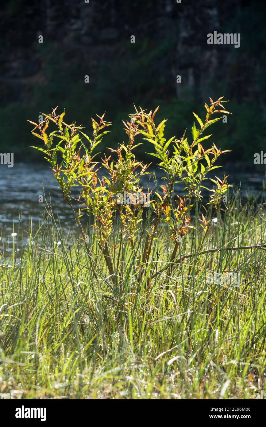 Willow, fiume Grande Ronde, Oregon nord-orientale. Foto Stock