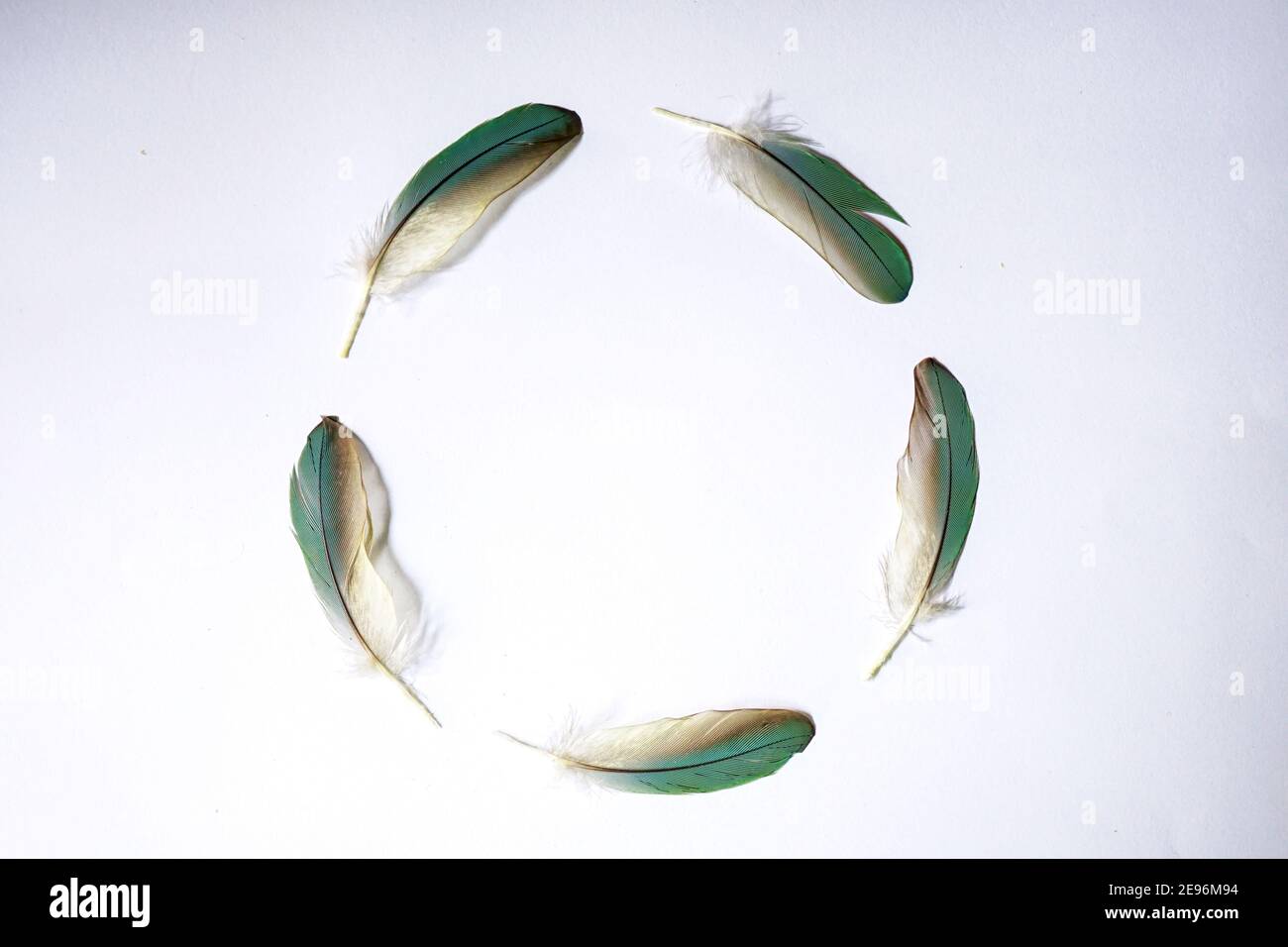 Le cinque piume delle ali di pappagallo dal colore verdeggiante formano una forma circolare. Su uno sfondo bianco, utilizzate la fotografia in primo piano Foto Stock