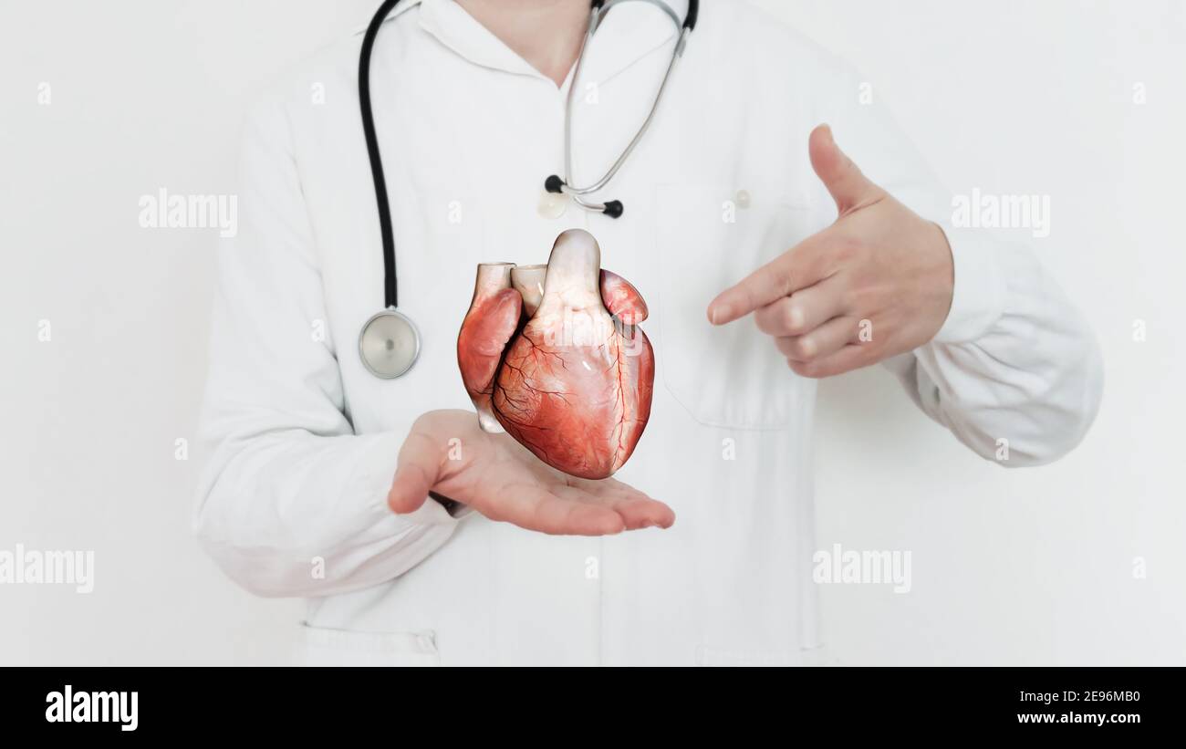 Anatomia cardiaca, cardiologo su sfondo sfocato, medico che tiene il cuore anatomico, stetoscopio, assistenza medica e concetto di servizio del personale medico, Foto Stock