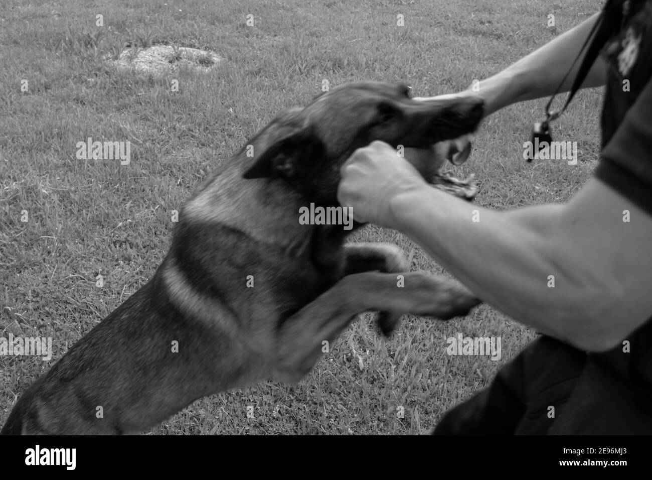 Pastore belga Malinois addestramento di aggressione del cane alla scuola di k9 con insegnante che usa un fischio Foto Stock