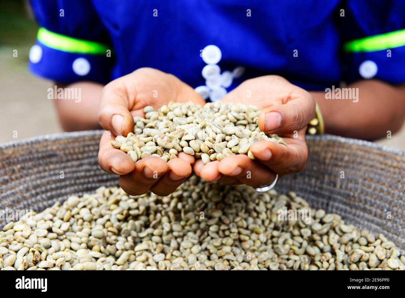 Una donna Tigray smistare i rifiuti dal mucchio di chicchi di caffè fresco ad Axum, Etiopia. Foto Stock