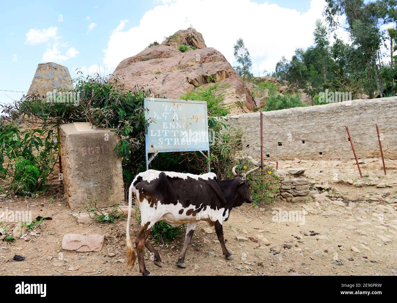 Una mucca etiope vicino ad Axum, Etiopia. Foto Stock