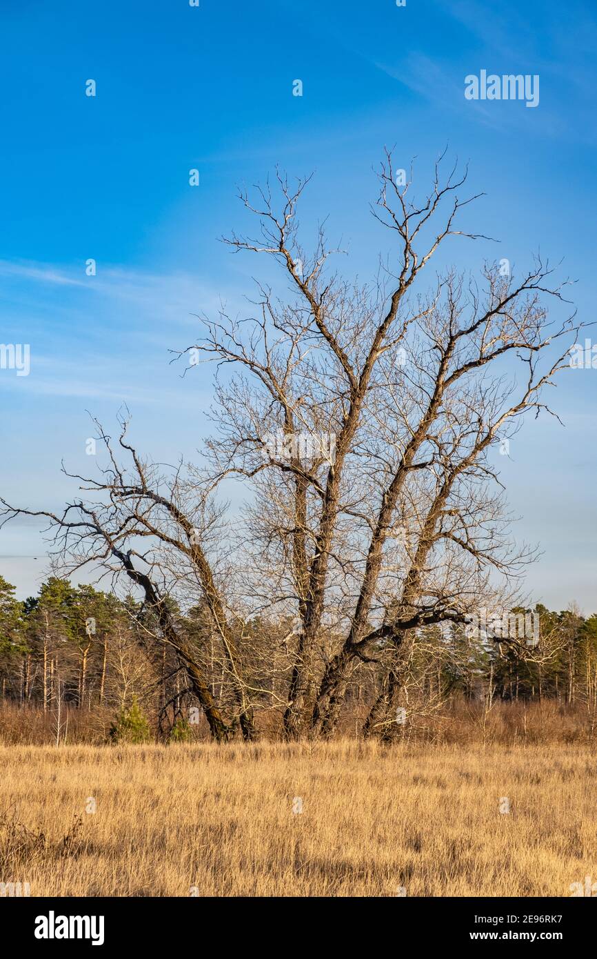 Alberi dalla forma stranamente senza foglie in una giornata di sole autunnale contro un cielo blu. Autunno nel parco. Interessanti bizzarre forme in natura. Foto Stock
