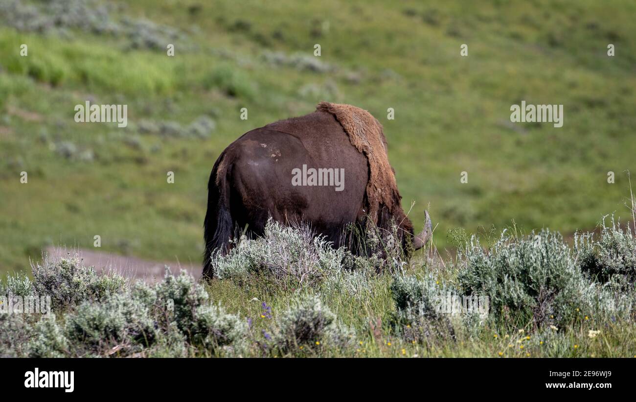 Bison a Yellowstone Foto Stock