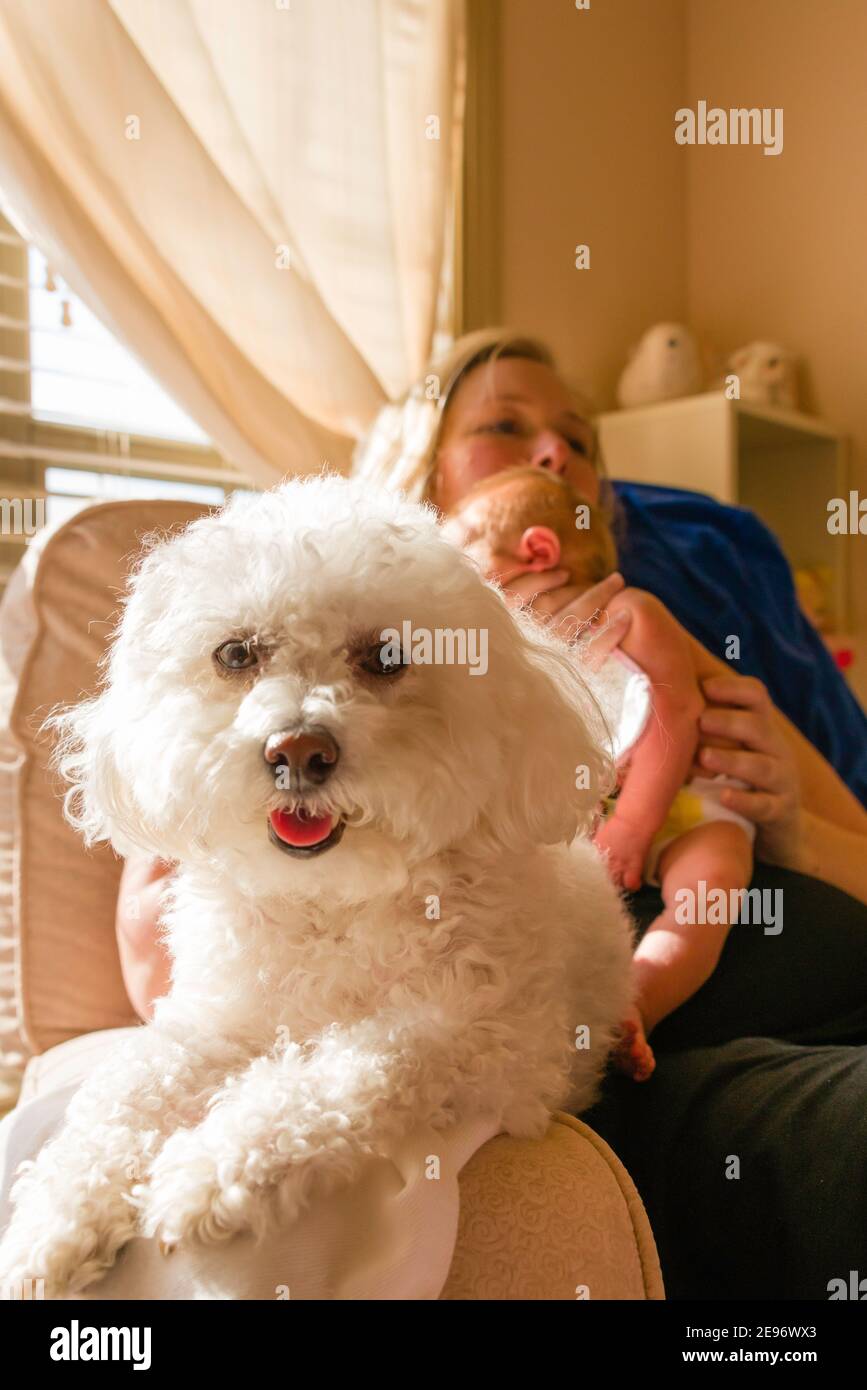Bichon Frise cane bianco in primo piano con la madre che tiene il neonato nella stanza del bambino. Foto Stock