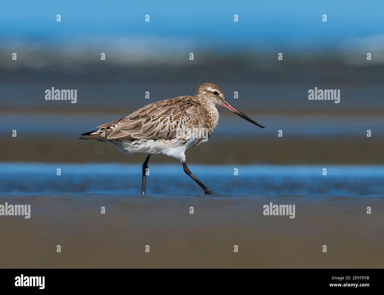Ritratto di un Godwit a coda di bar (Limosa lapponica) che cammina sulla spiaggia, Beachmere, Queensland, QLD, Australia Foto Stock