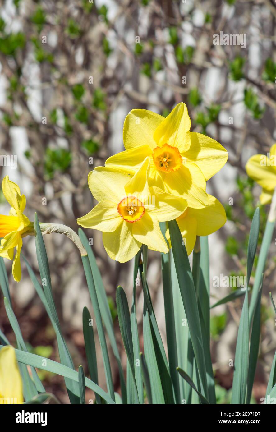 Due narcisi gialle in primavera in formato verticale Foto Stock