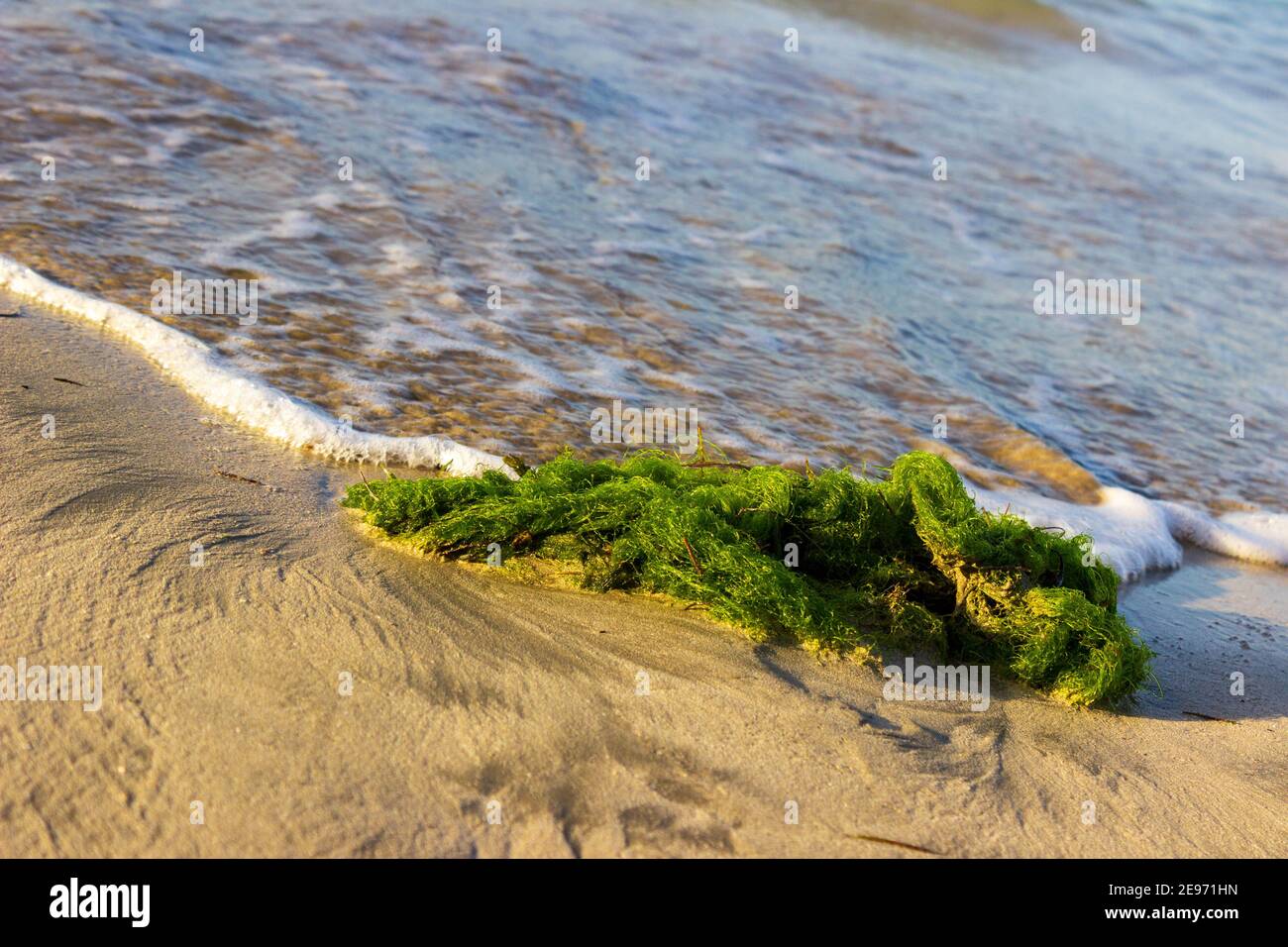 Un grumo verde brillante di alghe è svegolato nelle onde sulla riva nord della Repubblica Dominicana. Foto Stock