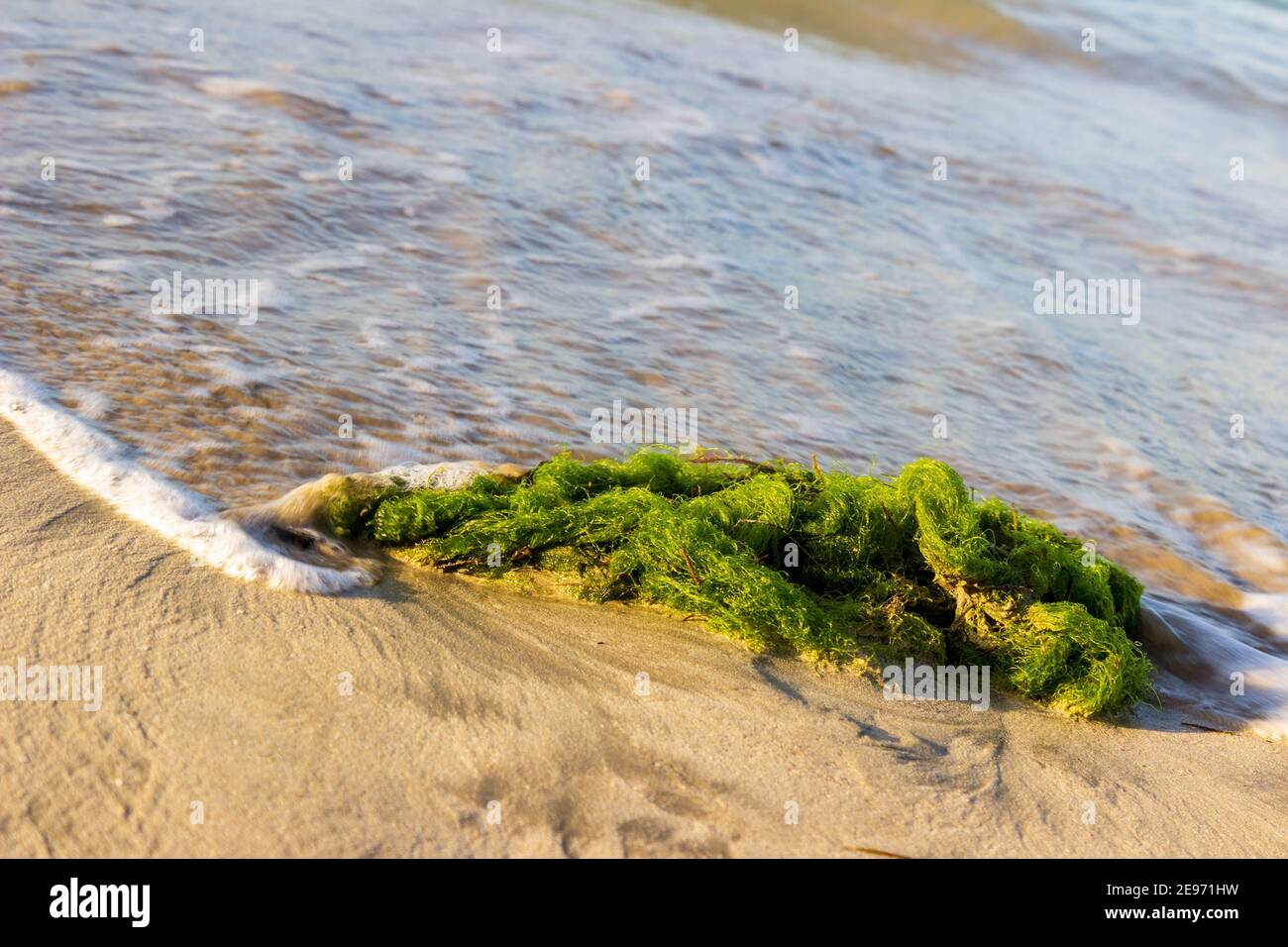 Un grumo verde brillante di alghe è svegolato nelle onde sulla riva nord della Repubblica Dominicana. Foto Stock