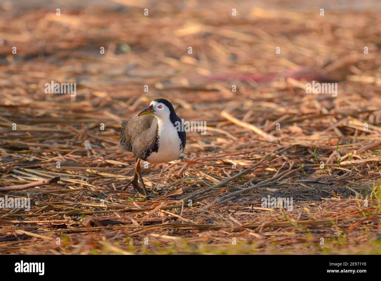 La gallina bianca è un uccello della famiglia dei ralli e dei crake, Rallidae, che è ampiamente distribuito in tutto il sud e nel sud-est asiatico. Foto Stock