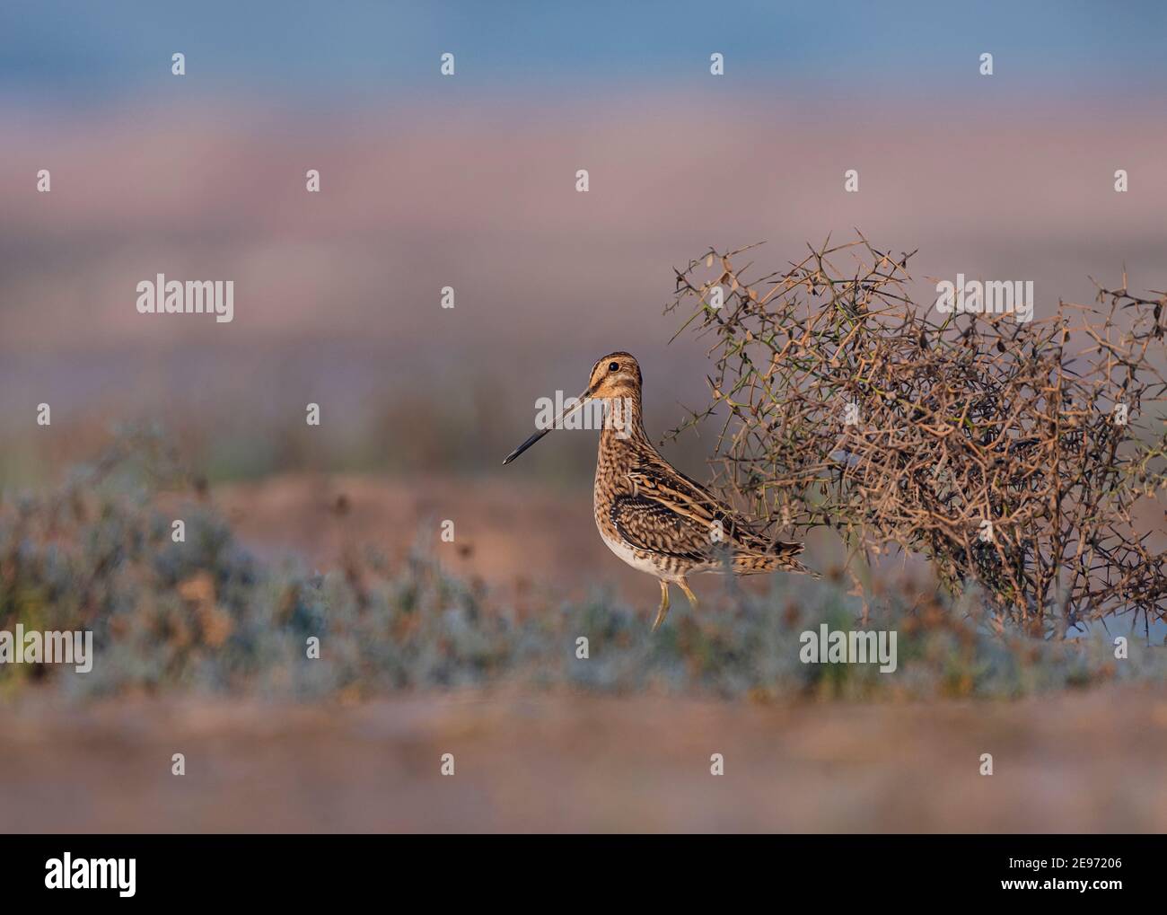 Lo snipe comune è un piccolo, stocky wader nativo del Vecchio mondo. Il nome scientifico gallinago è nuovo latino per un beccale o una cesoia dal latino galli Foto Stock