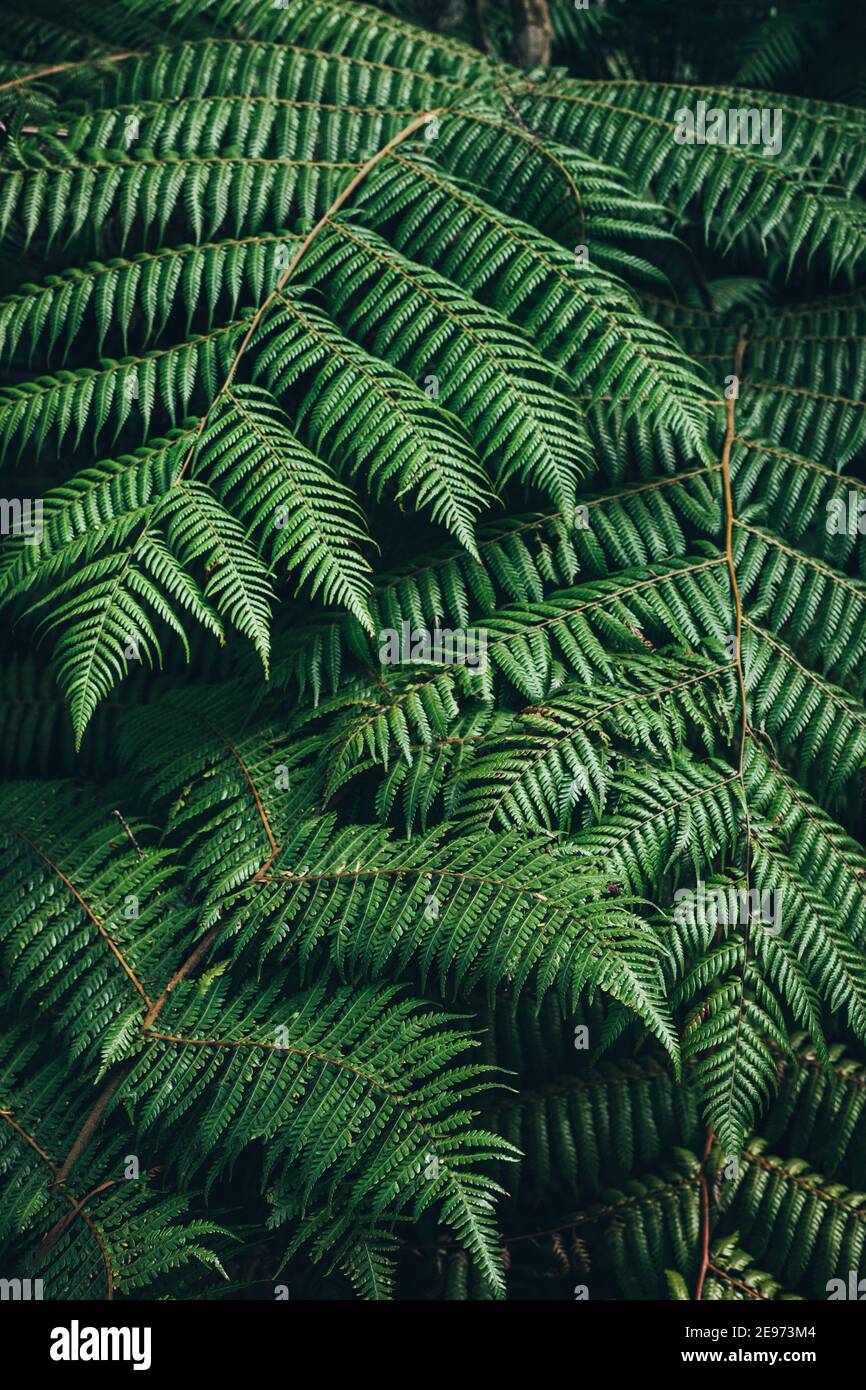 Primo piano di felci nella foresta della Nuova Zelanda Foto Stock