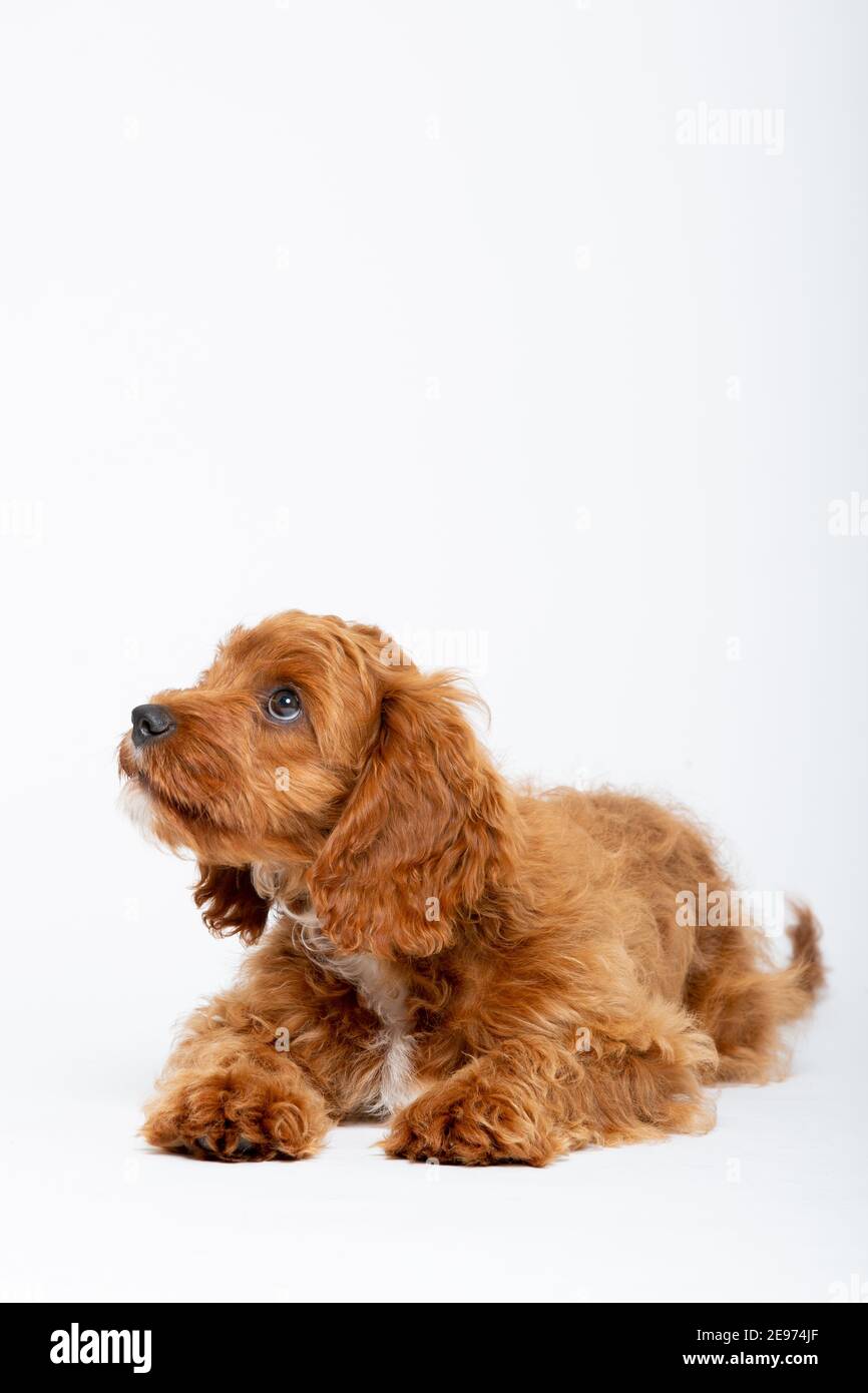 Cucciolo di Cavoodle rosso rubino con capelli lisci di 4 mesi Foto Stock