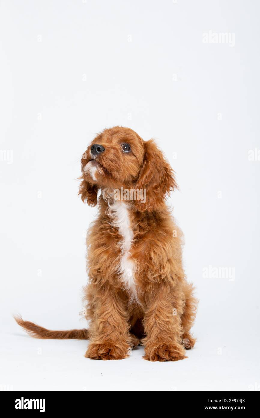 Cucciolo di Cavoodle rosso rubino con capelli lisci di 4 mesi Foto Stock